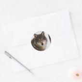 Sticker Rond Loup gris européen (Enveloppe)