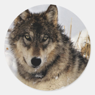 Sticker Rond Loup gris ou loup de bois pondu dans la neige