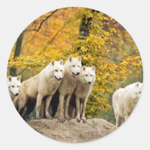 Sticker Rond Loups blancs de l'Alaska dans la forêt