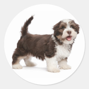 Sticker Rond Love Havanese Chocolate Brown Chien Coquelicot Bon