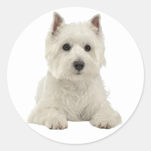 Sticker Rond Love West Highland Terrier Chien chiot blanc (Devant)