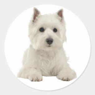 Sticker Rond Love West Highland Terrier White Puppy Dog