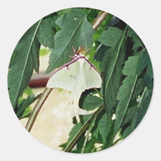 Sticker Rond Luna Moth (Devant)