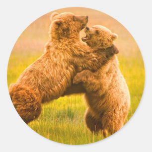 Sticker Rond Lutte contre les ours grizzlis