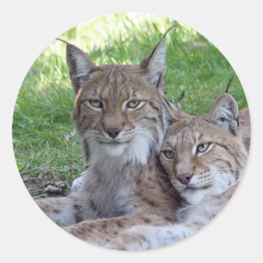 Sticker Rond lynx (Devant)