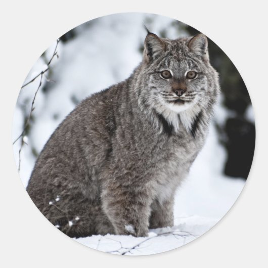 Sticker Rond Lynx canadienne dans la neige (Devant)