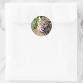 Sticker Rond Lynx canadienne - Tout (Sac)