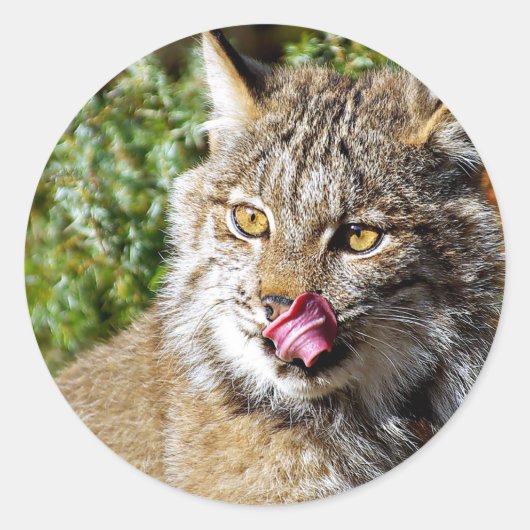 Sticker Rond Lynx canadienne - Tout (Devant)
