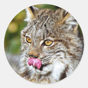 Sticker Rond Lynx du Canada - Licking his Chops