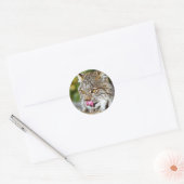 Sticker Rond Lynx du Canada - Licking his Chops (Enveloppe)