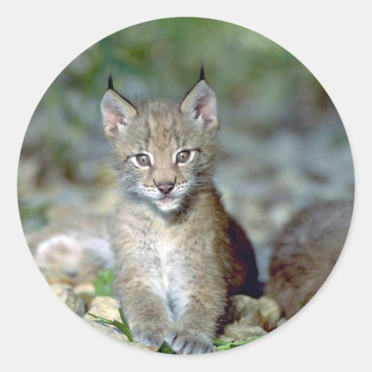 Sticker Rond Lynx eurasien, jeune chaton (Devant)