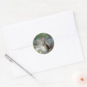 Sticker Rond Lynx eurasien, jeune chaton (Enveloppe)