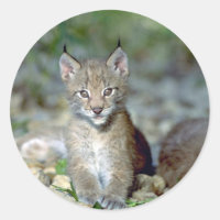 Lynx eurasien, jeune chaton