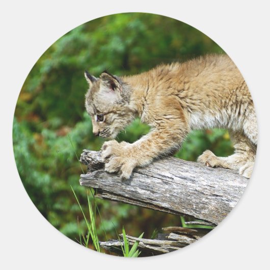 Sticker Rond Lynx Kitten canadienne prête à rebondir (Devant)