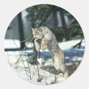 Sticker Rond Lynx sautant, bondissant sur la neige