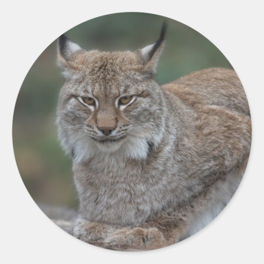 Sticker Rond Lynx Vous Regarde (Devant)