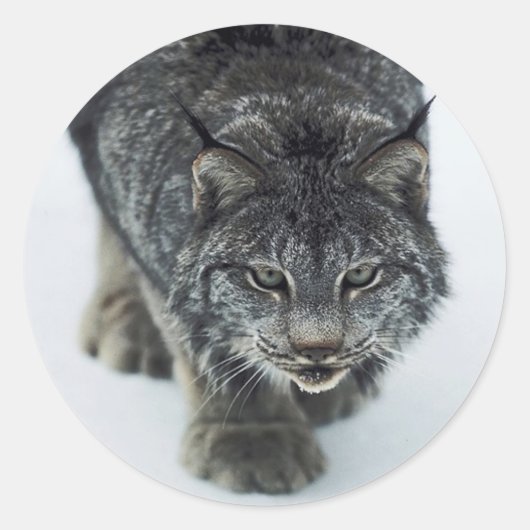Sticker Rond Lynx Winter (Devant)