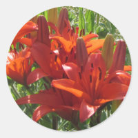 Lys Asiatiques Orange Brûlés,