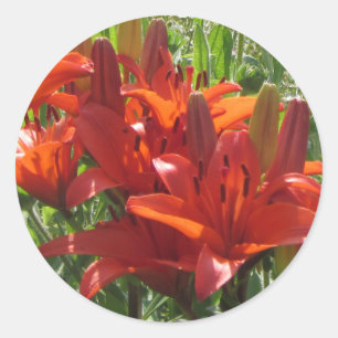 Sticker Rond Lys Asiatiques Orange Brûlés,