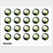 Sticker Rond Lys blanc et jaune dans l'étang (Feuille)