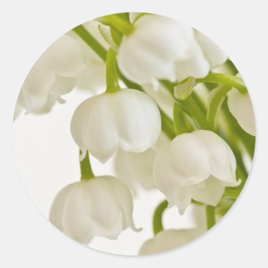 Sticker Rond Lys blancs (Devant)
