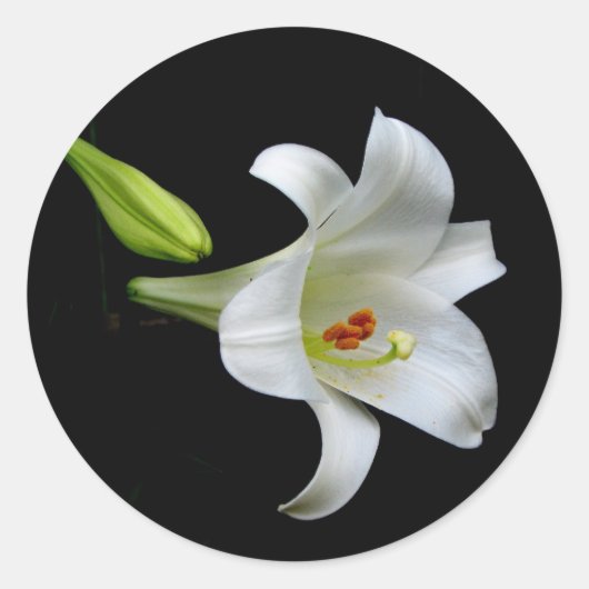 Sticker Rond Lys blancs (Devant)