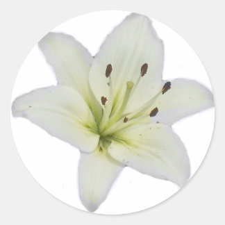 Sticker Rond Lys blancs