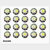 Sticker Rond Lys d'eau (Feuille)