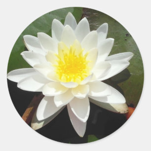 Sticker Rond Lys d'eau