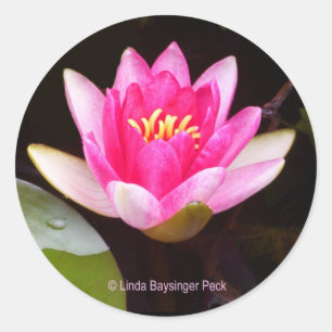 Sticker Rond Lys d'eau rose