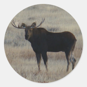 Sticker Rond M4 Orignal