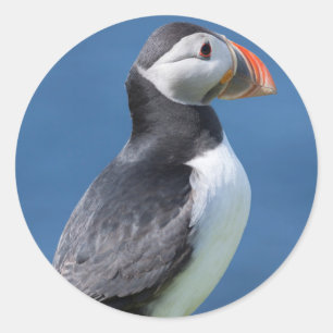 Sticker Rond Macareux Atlantique (Fratercula Arctica) Sur Une F