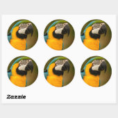 Sticker Rond macaw (Feuille)