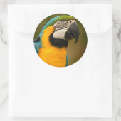 Sticker Rond macaw (Sac)