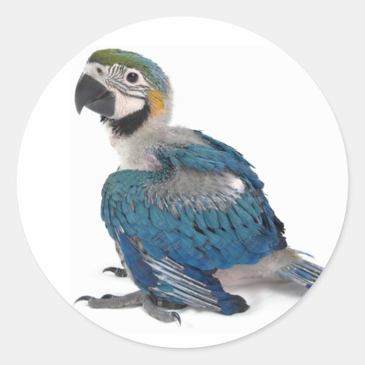 Sticker Rond Macaw bleu et jaune (Devant)