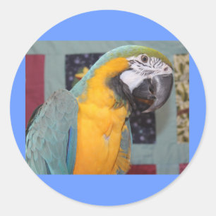 Sticker Rond Macaw bleu et or
