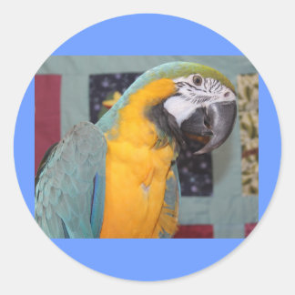 Sticker Rond Macaw bleu et or