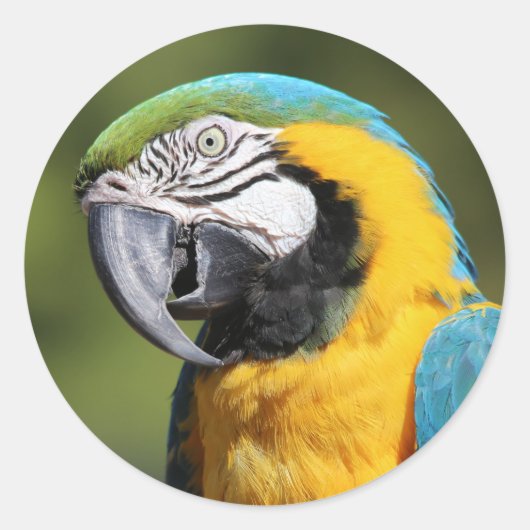Sticker Rond Macaw bleu et or (Devant)