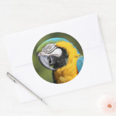 Sticker Rond Macaw bleu et or (Enveloppe)