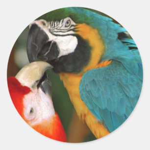 Sticker Rond Macaws