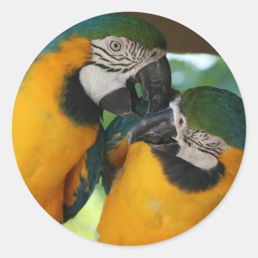 Sticker Rond Macaws (Devant)