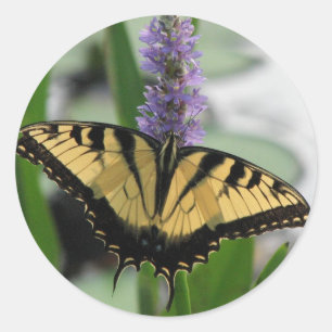 Sticker Rond Machaon de tigre sur l'autocollant de Pickerel