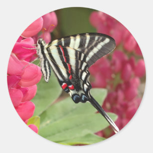 Sticker Rond machaon de zèbre