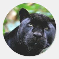 Macro Black Panther