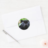 Sticker Rond Macro Black Panther (Enveloppe)