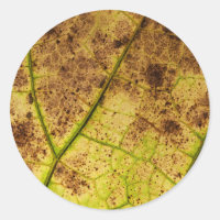 Macro-feuille Jaune et Mort Brown