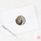 Sticker Rond Macro Stalking Leopard (Enveloppe)