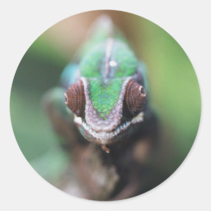 Sticker Rond Madagascar, Caméléon panthère à barre rouge