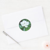 Sticker Rond Magnificant Magnolia (Enveloppe)