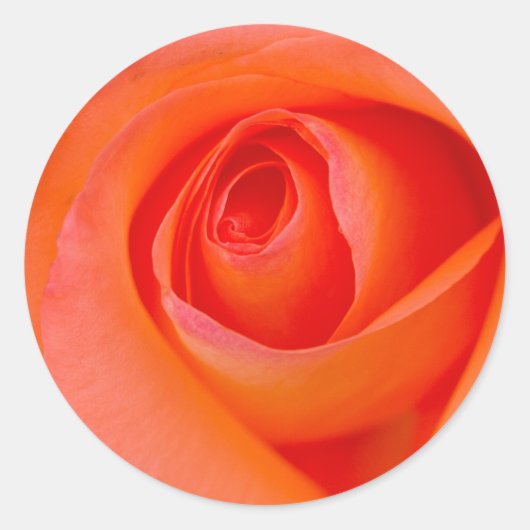 Sticker Rond Magnifique Orange Rose Bud (Devant)